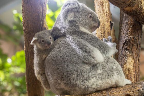 Une première visite médicale pour le bébé koala de Genoa !