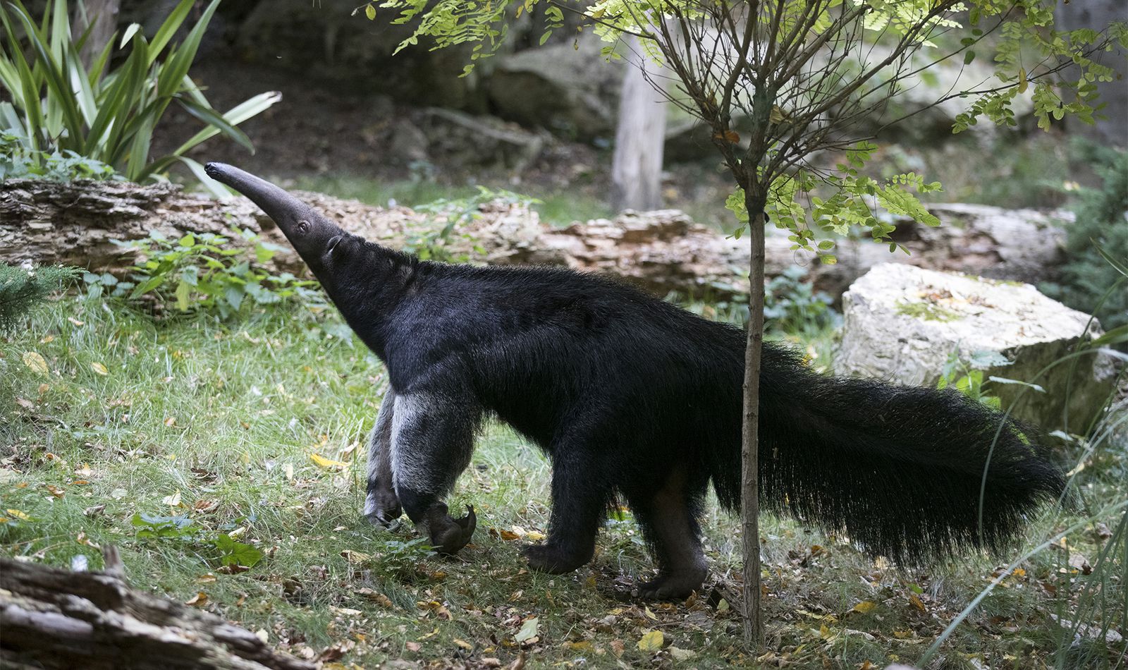 Fourmilier géant - Animaux extraordinaires du ZooParc