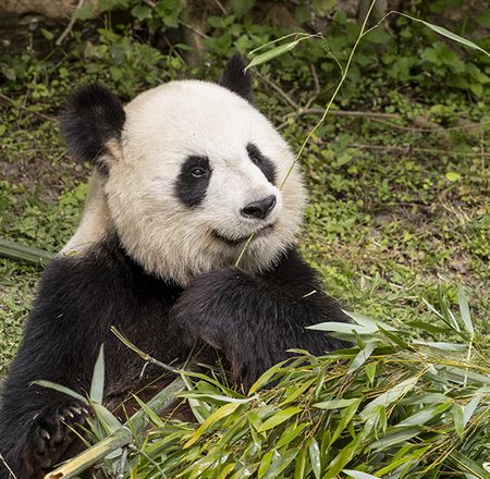 Animation enregistrée pandas - Animation - Activité du ZooParc de Beauval