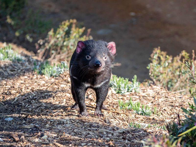 Diable de Tasmanie - Animaux du ZooParc de Beauval