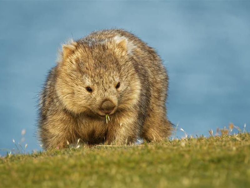 Wombat - Les animaux des Terres Rouges - Animal unique en France - ZooParc de Beauval Wombat - Les animaux des Terres Rouges - Animal unique en France - ZooParc de Beauval