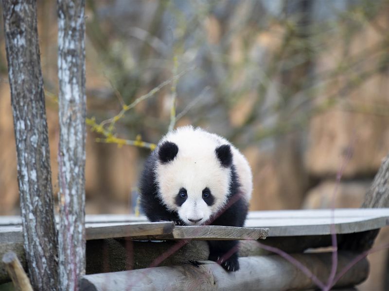 Sortie extérieure jumelles panda géant - ZooParc de Beauval