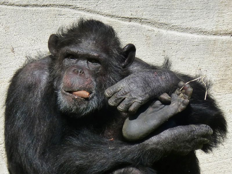 Chimpanzé - Animaux extraordinaires du ZooParc