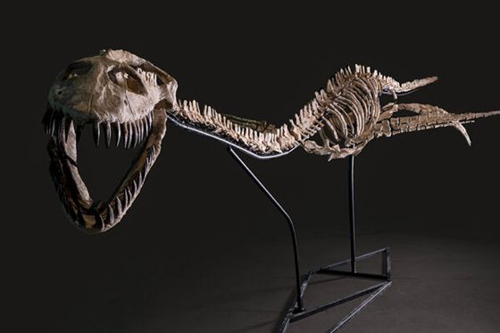 « Nessie » débarque à Beauval : un géant des mers à découvrir !
