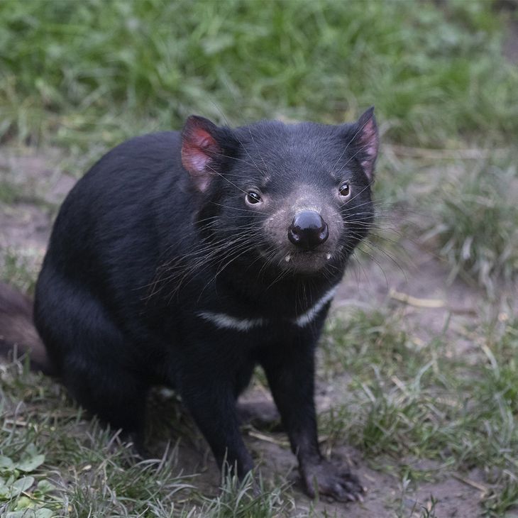 Diable de Tasmanie - Animaux du ZooParc de Beauval