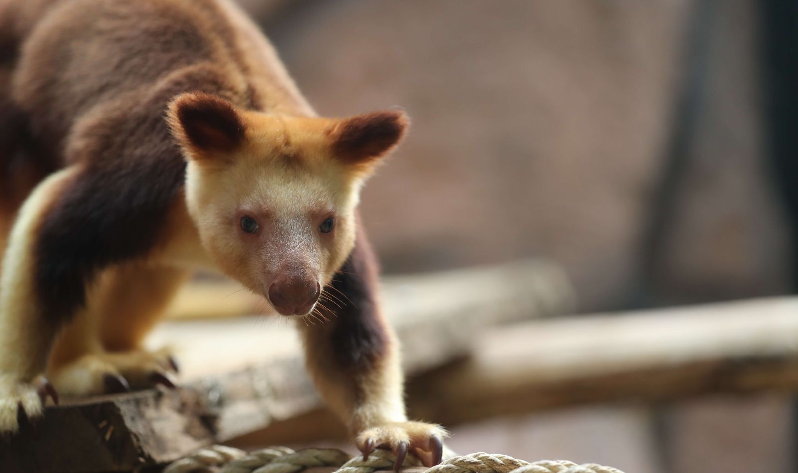 Kangourou arboricole - Animaux extraordinaires du ZooParc