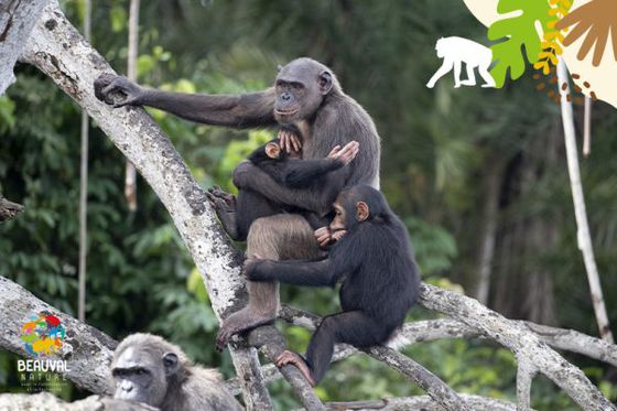 Une journée dans la vie d’un chimpanzé