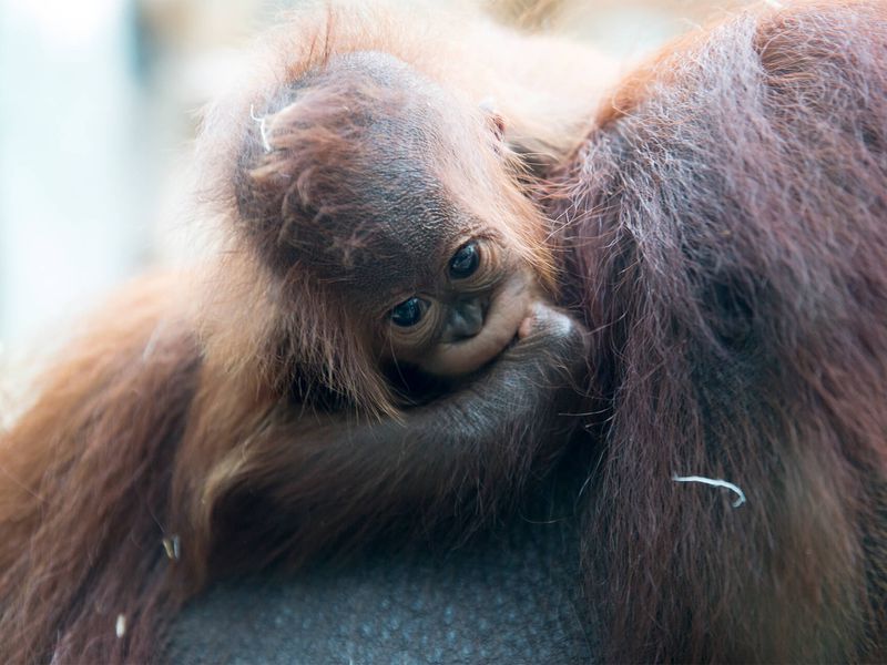 orang-outan dans le zoo. orangs-outans sont une type de génial