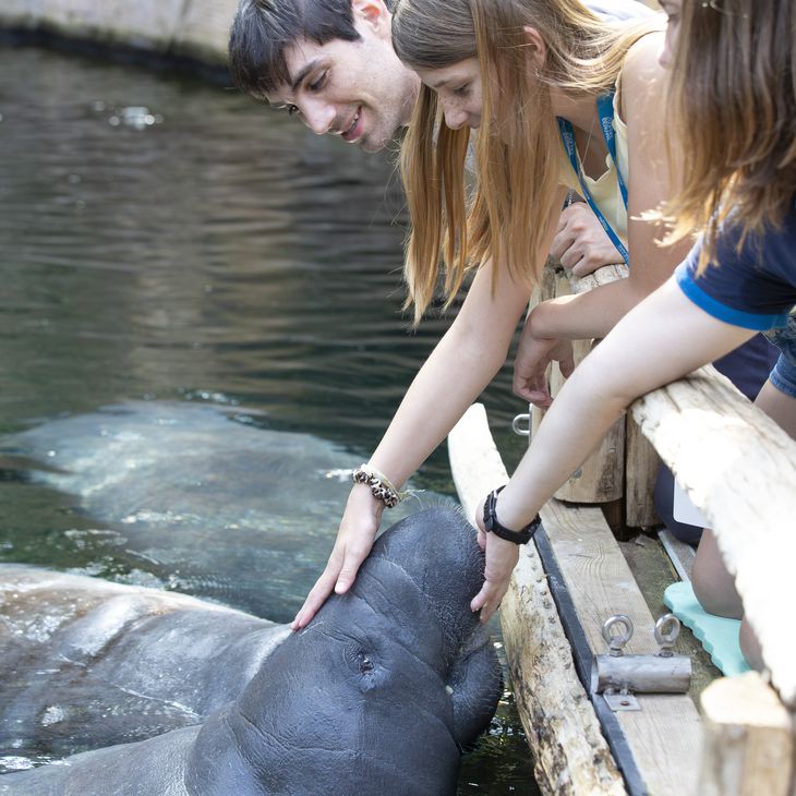 Une famille profite d'une activité immersive au contact des lamantins au ZooParc de Beauval.