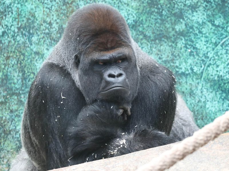 Gorille des plaines de l'Ouest - Animaux extraordinaires du ZooParc