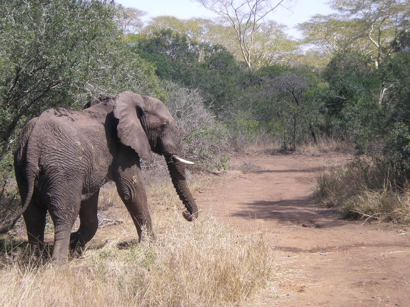 Éléphant dans la nature - Beauval Nature - ZooParc de Beauval