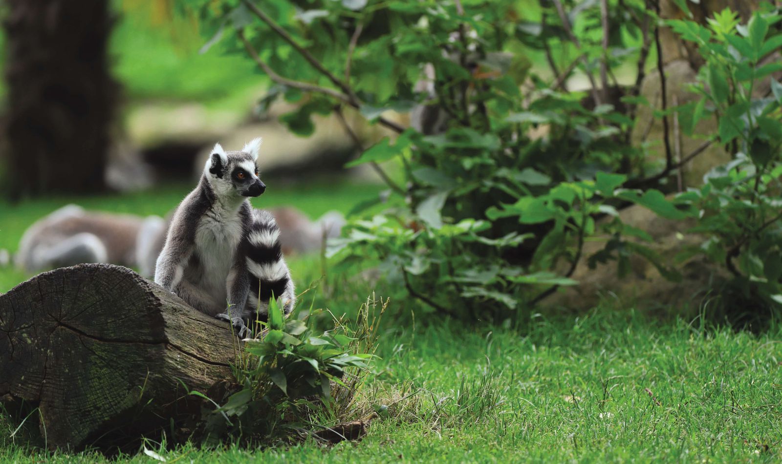 Maki catta - Animaux extraordinaires du ZooParc