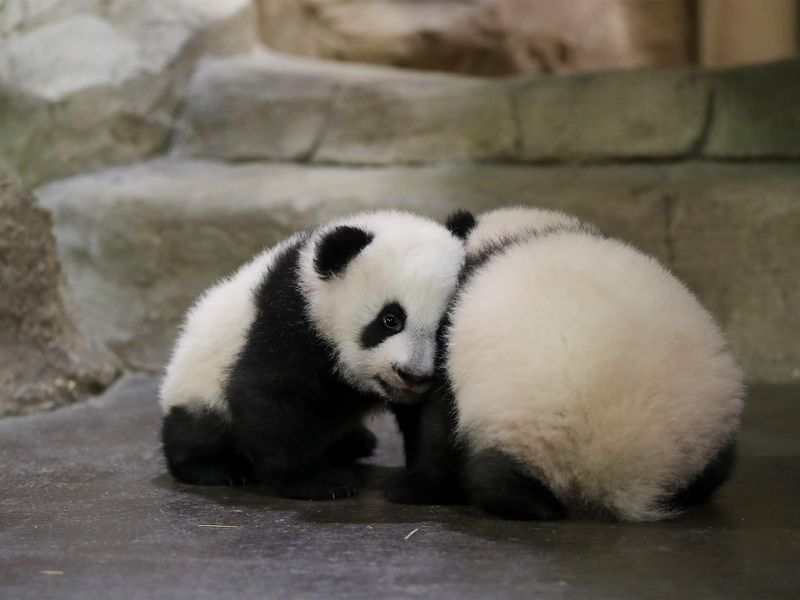 Visibilité jumelles panda - ZooParc de Beauval