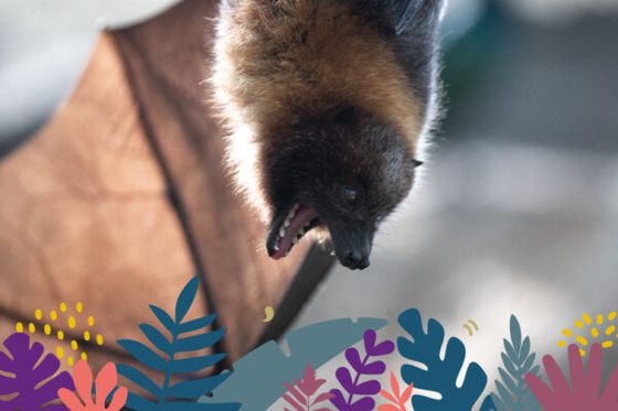 Halloween à Beauval : des frissons et des découvertes à la Maison Beauval Nature !