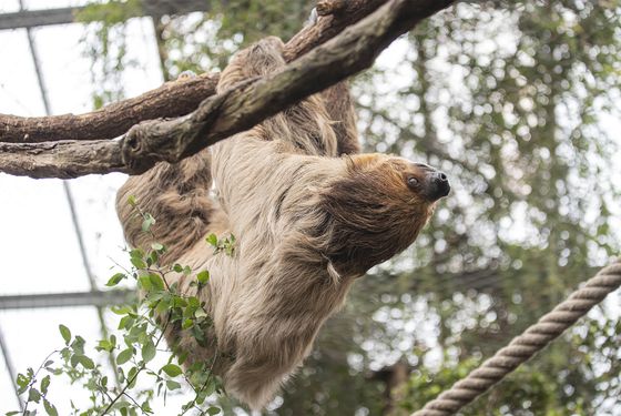Paresseux à deux doigts - Les animaux de La Serre Tropicale des Oiseaux - ZooParc de Beauval Paresseux à deux doigts - Les animaux de La Serre Tropicale des Oiseaux - ZooParc de Beauval