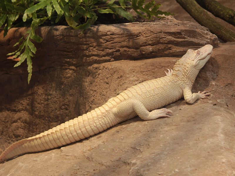 Albino alligator