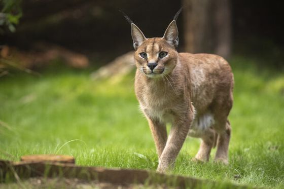Nouveauté : parrainez Maxima et Simba, caracals de Beauval, et protégez la biodiversité !