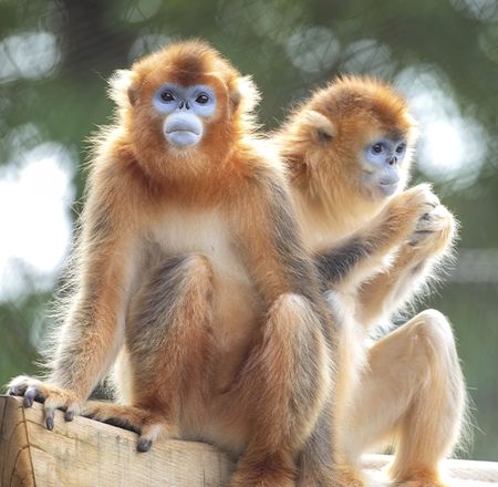 Animation singes dorés - Pédagogie - ZooParc de Beauval