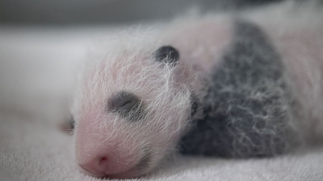Panda twins are 2 weeks old - Panda cubs - ZooParc de Beauval