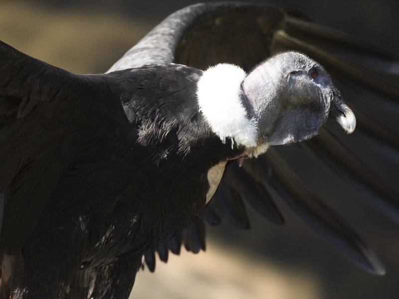Condor des Andes - Animaux extraordinaires du ZooParc Condor des Andes - Animaux extraordinaires du ZooParc