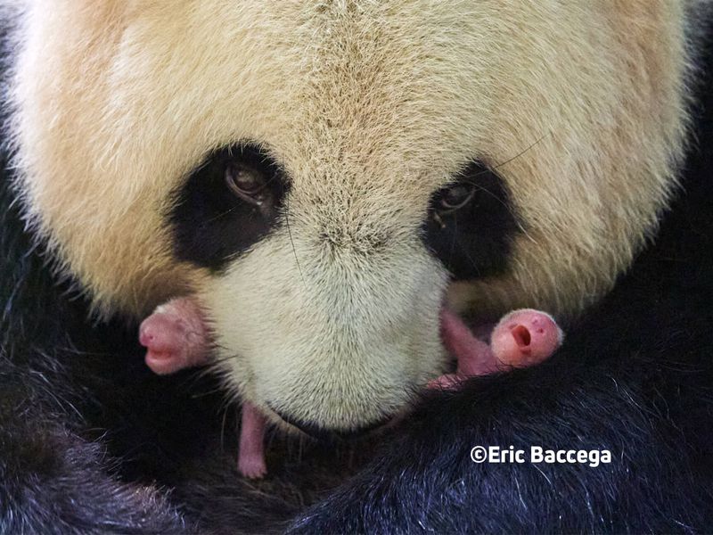 Huan Huan et ses jumelles - ZooParc de Beauval