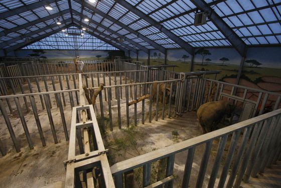 Maison des éléphants - Territoire de La Plaine des Éléphants - ZooParc de Beauval