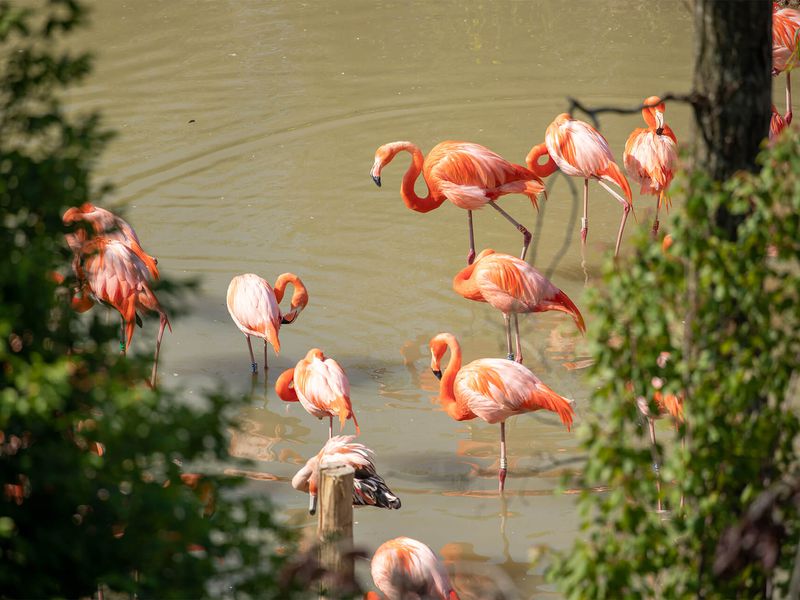 Territoire Grande Volière Sud-Américaine - Flamants des Caraïbes - ZooParc de Beauval