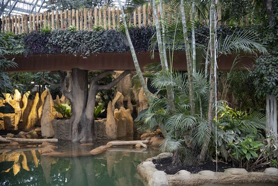 Intérieur Dôme Équatorial - Bassin - Territoire du ZooParc de Beauval