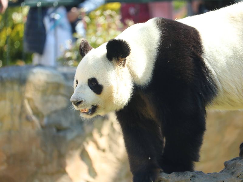 Giant pandas