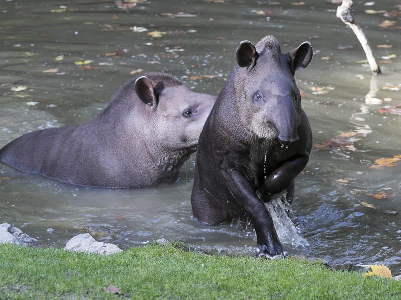 Tapirs terrestres dans l'eau - Les animaux de la Pampa Sud-Américaine - ZooParc de Beauval