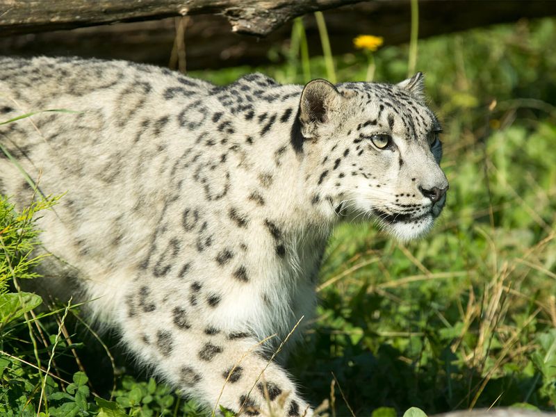 Panthère des neiges - Animaux extraordinaires du ZooParc