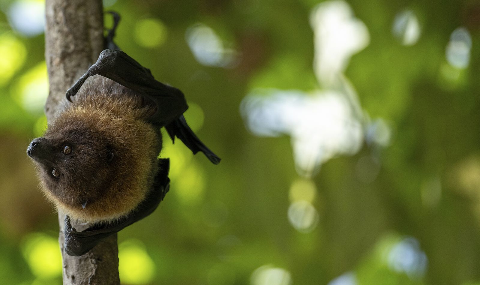 Rodrigues flying fox