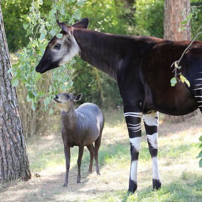 Okapi et céphalophe à dos jaune - Animaux extraordinaires du ZooParc de Beauval