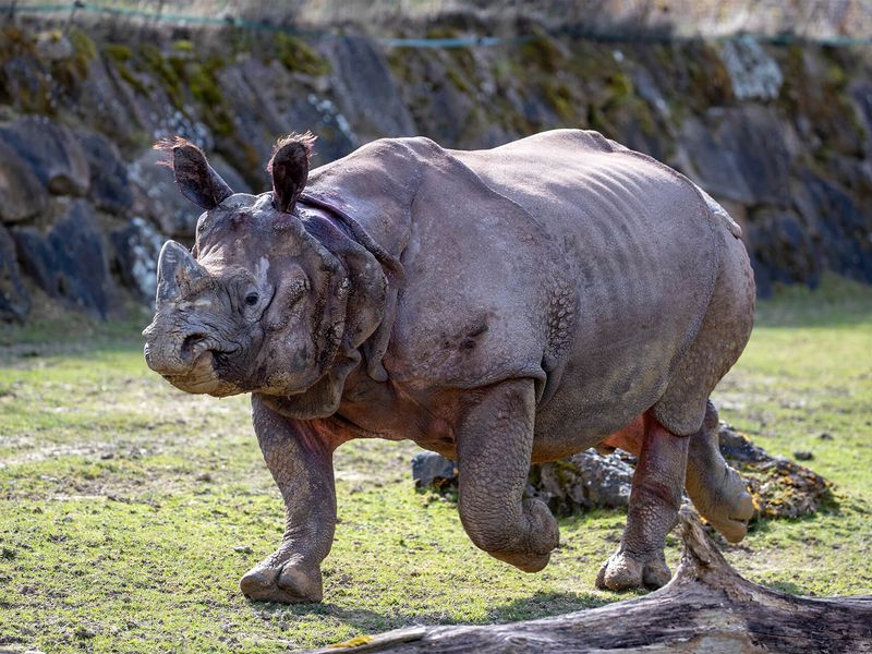 Rhinocéros indien - Animaux extraordinaires du ZooParc