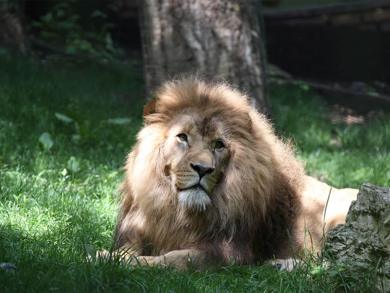 Lion d'Afrique - Déménagement territoire Bois des Fauves à La Terre des Lions - ZooParc de Beauval