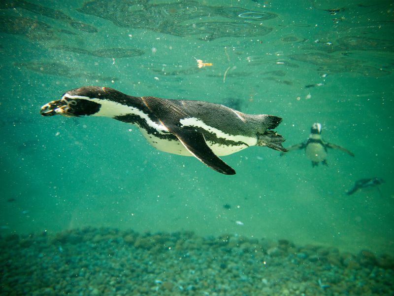 Humboldt penguin