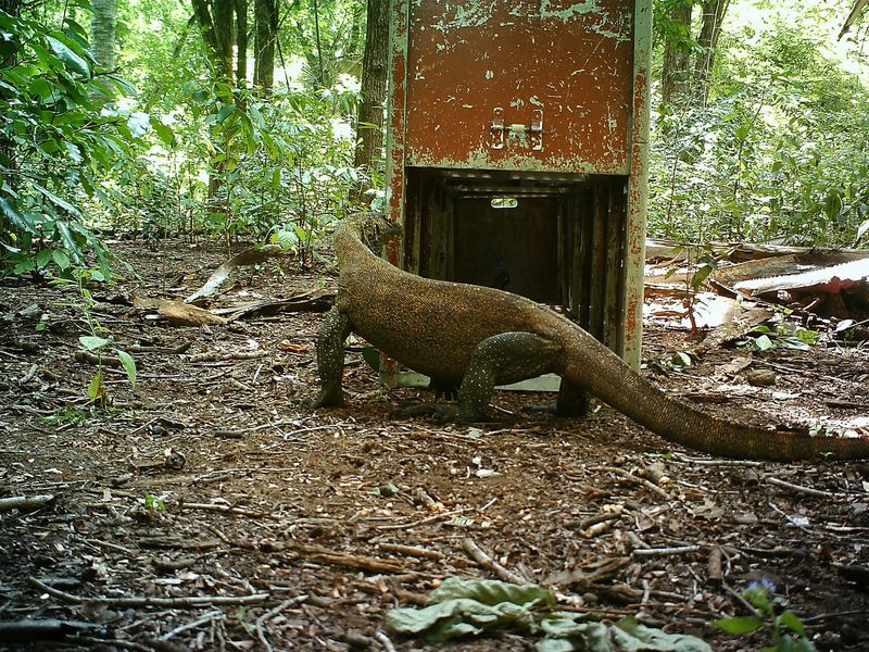 Dragon de Komodo - le plus gros des lézards - les animaux du Dôme Équatorial - ZooParc de Beauval