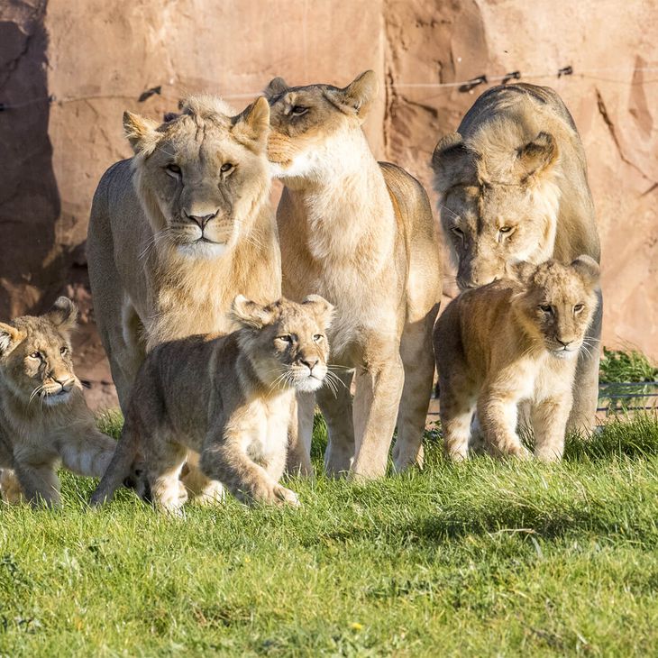 Famille de lions - Venez visiter les animaux du ZooParc