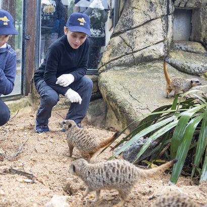 Nourrir les suricates - Activité Soigneur d'un Jour Junior - ZooParc de Beauval