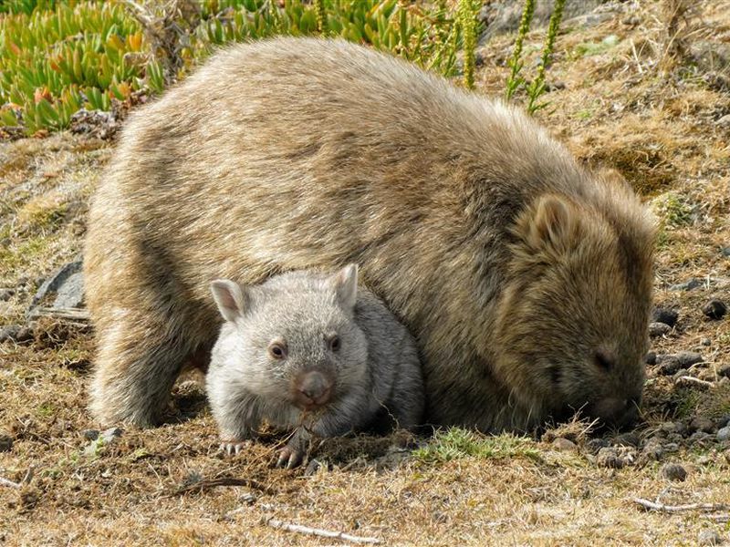Wombat - Les animaux des Terres Rouges - Animal unique en France - ZooParc de Beauval Wombat - Les animaux des Terres Rouges - Animal unique en France - ZooParc de Beauval