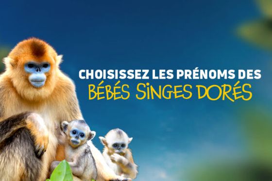 Jeu-concours : choisissez les prénoms des bébés singes dorés !
