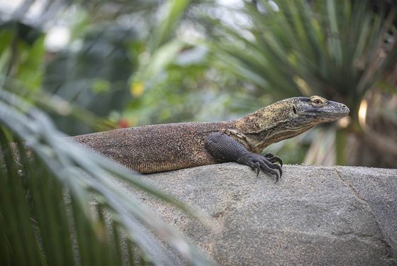 Komodo dragon