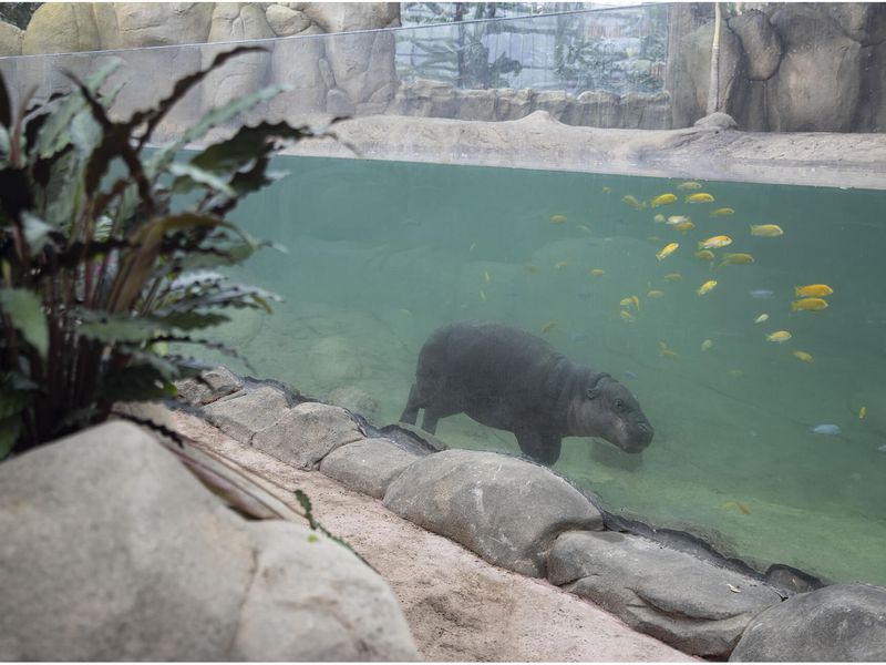 Hippopotame pygmée - Animaux extraordinaires du ZooParc