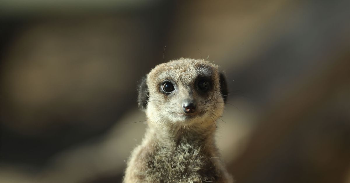 Meerkat | ZooParc de Beauval