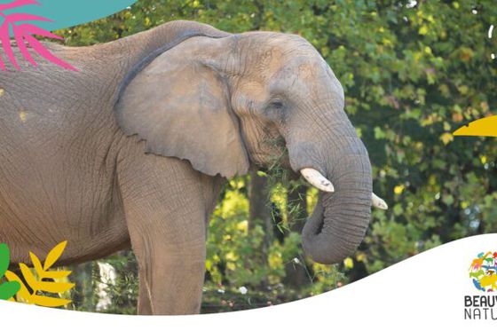 Comment cohabiter avec le vivant ? Beauval Nature fête sa rentrée : inscrivez-vous pour la soirée du 18 septembre !  
