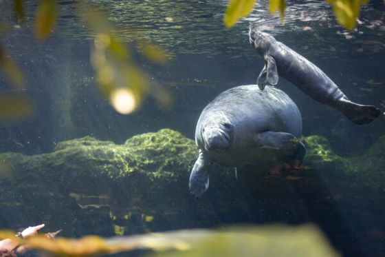 Naissance à Beauval : une petite femelle lamantin de 34 kg voit le jour au Dôme Équatorial