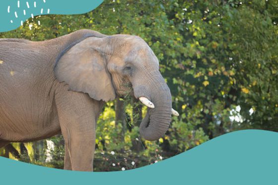 Comment cohabiter avec le vivant ? Beauval Nature fête sa rentrée : inscrivez-vous pour la soirée du 18 septembre !  