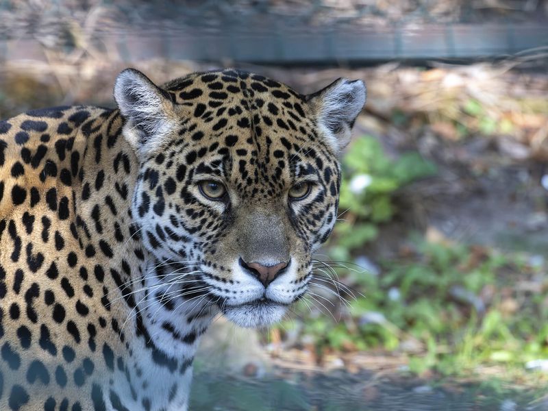 Jaguar - Animaux extraordinaires du ZooParc Jaguar - Animaux extraordinaires du ZooParc