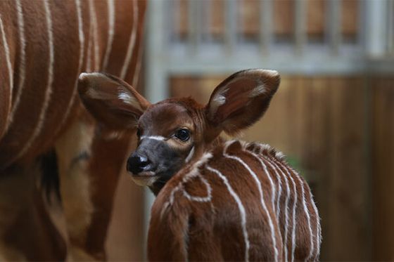 Une naissance précieuse chez les bongos des montagnes à Beauval