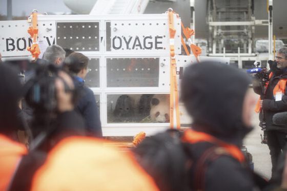 Un jour historique : les pandas géants Huan Huan et Yuan Zi repartent vers Chengdu